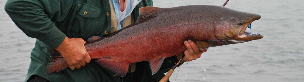 Aljaška - druhy lovených ryb - zahl-195.jpg